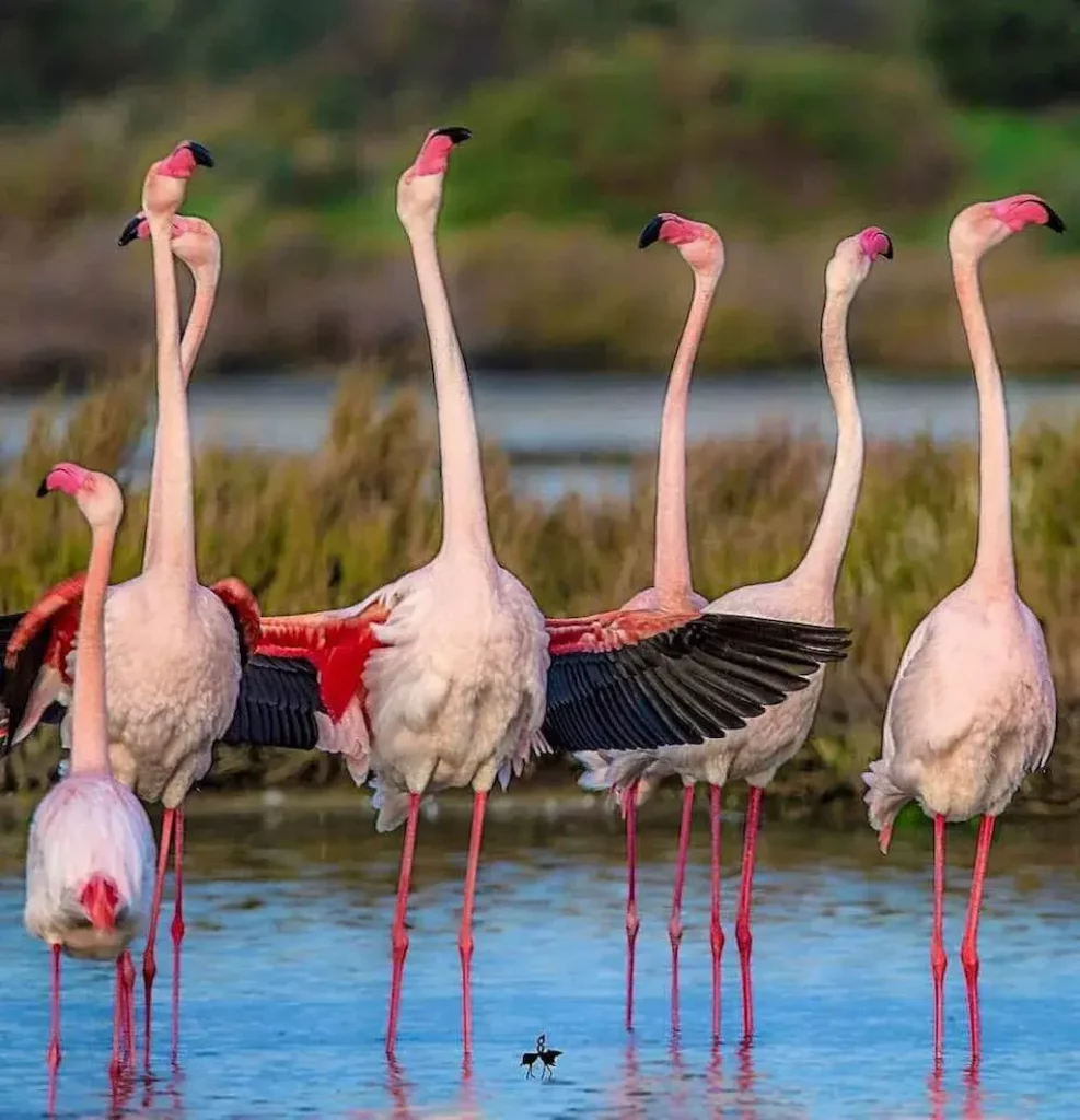 Gruppo di fenicotteri rosa in una palude